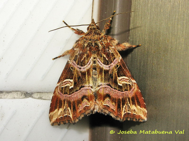 Callopistria juventina - Noctuidae